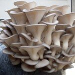Как организовать бизнес на выращивании грибов вешенка?