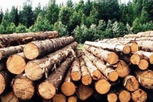 biznes-po-proizvodstvu-izdelij-iz-drevesiny